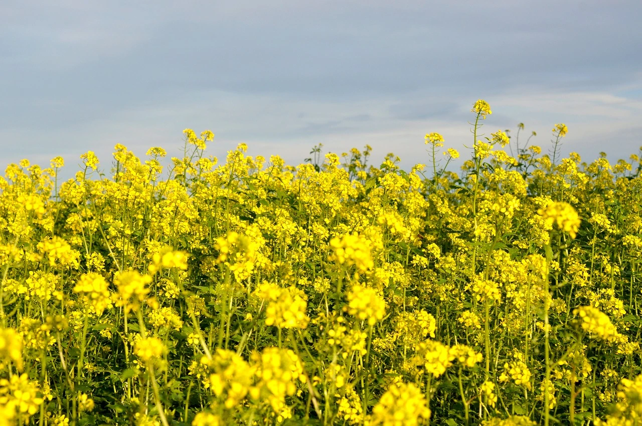 Mustard Seed field